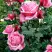 Роза ЭЙФЕЛЕВА БАШНЯ чайно-гибридная в Новополоцке