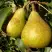 Груша ГЕНЕРАЛ ЛЕКЛЕРК в Новополоцке