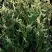 Туя ГОЛД ПЕРЛ западная в Новополоцке