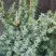 Можжевельник БЛЮ АЛЬПС китайский  в Новополоцке