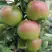 Яблоня МОСКОВСКОЕ ЗИМНЕЕ в Новополоцке