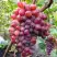 Виноград КРАСОТКА в Новополоцке