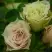 Роза ГРИН ДАЙМОНД миниатюрная в Новополоцке