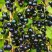 Смородина чёрная ИЗЮМНАЯ в Новополоцке