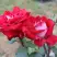 Роза АЛЬЯНС чайно-гибридная в Новополоцке