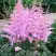 Астильба ГИАЦИНТ Арендса в Новополоцке