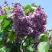 Сирень ВИОЛЕТТА в Новополоцке
