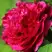 Пион НОЧНЫЕ ГРЕЗЫ древовидный в Новополоцке