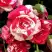 Роза ФАЙЕР ВОРКС миниатюрная в Новополоцке