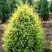 Можжевельник ГОЛД КОН обыкновенный в Новополоцке
