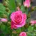 Роза ЛАВЛИ ЛИДИЯ спрей в Новополоцке
