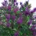 Сирень СУМЕРКИ в Новополоцке