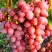 Виноград КИШМИШ КРАСНЫЙ в Новополоцке