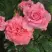Роза ПЬЕР КАРДЕН чайно-гибридная в Новополоцке
