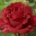 Роза РЕД ИНТУИШН чайно-гибридная в Новополоцке