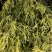 Кипарисовик ФИЛИФЕРА АУРЕА горохоплодный в Новополоцке