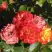 Роза ТАЙФУН спрей в Новополоцке
