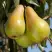 Груша КОНКОРД в Новополоцке