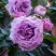 Роза СИЛЬВЕР КВИК плетистая в Новополоцке
