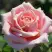 Роза ФРЕДЕРИК МИСТРАЛЬ чайно-гибридная в Новополоцке