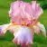 Ирис БЛАШИНГ ПИНК бородатый в Новополоцке