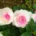 Роза ДОЛЬЧЕ ВИТА чайно-гибридная в Новополоцке