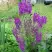Коровяк ВИОЛЕТТА (вербаскум) в Новополоцке