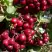 Рябина ГРАНАТНАЯ сладкоплодная в Новополоцке