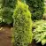 Можжевельник ГОЛД КОН обыкновенный в Новополоцке