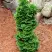 Туя СПИРАЛИС МИНИ западная в Новополоцке