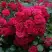 Роза РАДОСТЬ САДОВНИКА (ГАРТЕН ФРОЙДЕ) почвопокровная в Новополоцке