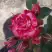 Роза ФАЙЕР ВОРКС миниатюрная в Новополоцке