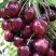 Черешня СИЛЬВИЯ колоновидная в Новополоцке