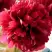 Пион БЕЛГРАВИЯ травянистый в Новополоцке