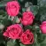 Роза ЛАВ ЛЕТТЕР флорибунда в Новополоцке