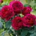Роза КЕЙТ английская в Новополоцке