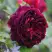 Роза МАНСТЕД ВУД английская в Новополоцке