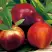 Нектарин СТАРК РЕД ГОЛД в Новополоцке