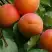Абрикос ГРАФИНЯ в Новополоцке