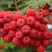 Рябина АЛАЯ КРУПНАЯ сладкоплодная в Новополоцке
