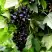 Смородина чёрная БЕЛОРУССКАЯ СЛАДКАЯ в Новополоцке