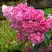 Гортензия МЕГА МИНДИ метельчатая в Новополоцке