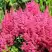 Астильба САННИ ДЕЙ гибридная в Новополоцке