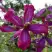 Клематис СВИТ САММЕР ЛАВ в Новополоцке