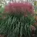 Мискантус МАЛЕПАРТУС китайский  в Новополоцке