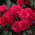 Роза РАДОСТЬ САДОВНИКА (ГАРТЕН ФРОЙДЕ) почвопокровная в Новополоцке