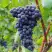 Виноград МУКУЗАНИ в Новополоцке