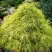 Кипарисовик ФИЛИФЕРА АУРЕА горохоплодный в Новополоцке