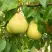 Груша ВЕЛИКАЯ ЛЕТНЯЯ (БОЛЬШАЯ ЛЕТНЯЯ) в Новополоцке