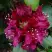 Рододендрон КАЛИ в Новополоцке